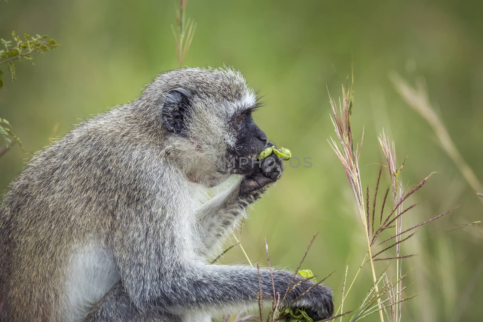 Vervet monkey in Kruger National park, South Africa by PACOCOMO