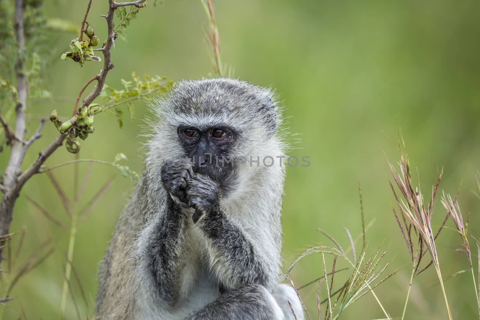 Vervet monkey eating plants in Kruger National park, South Africa ; Specie Chlorocebus pygerythrus family of Cercopithecidae