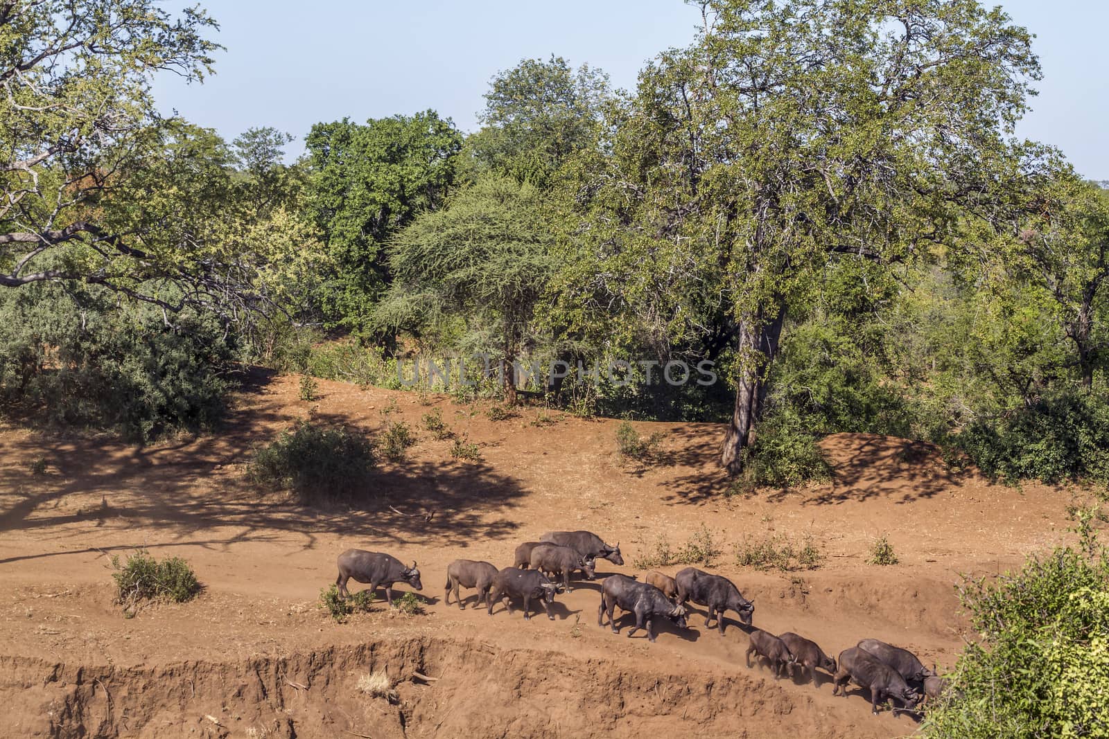 African buffalo herd in riverbank scenery in Kruger National park, South Africa ; Specie Syncerus caffer family of Bovidae