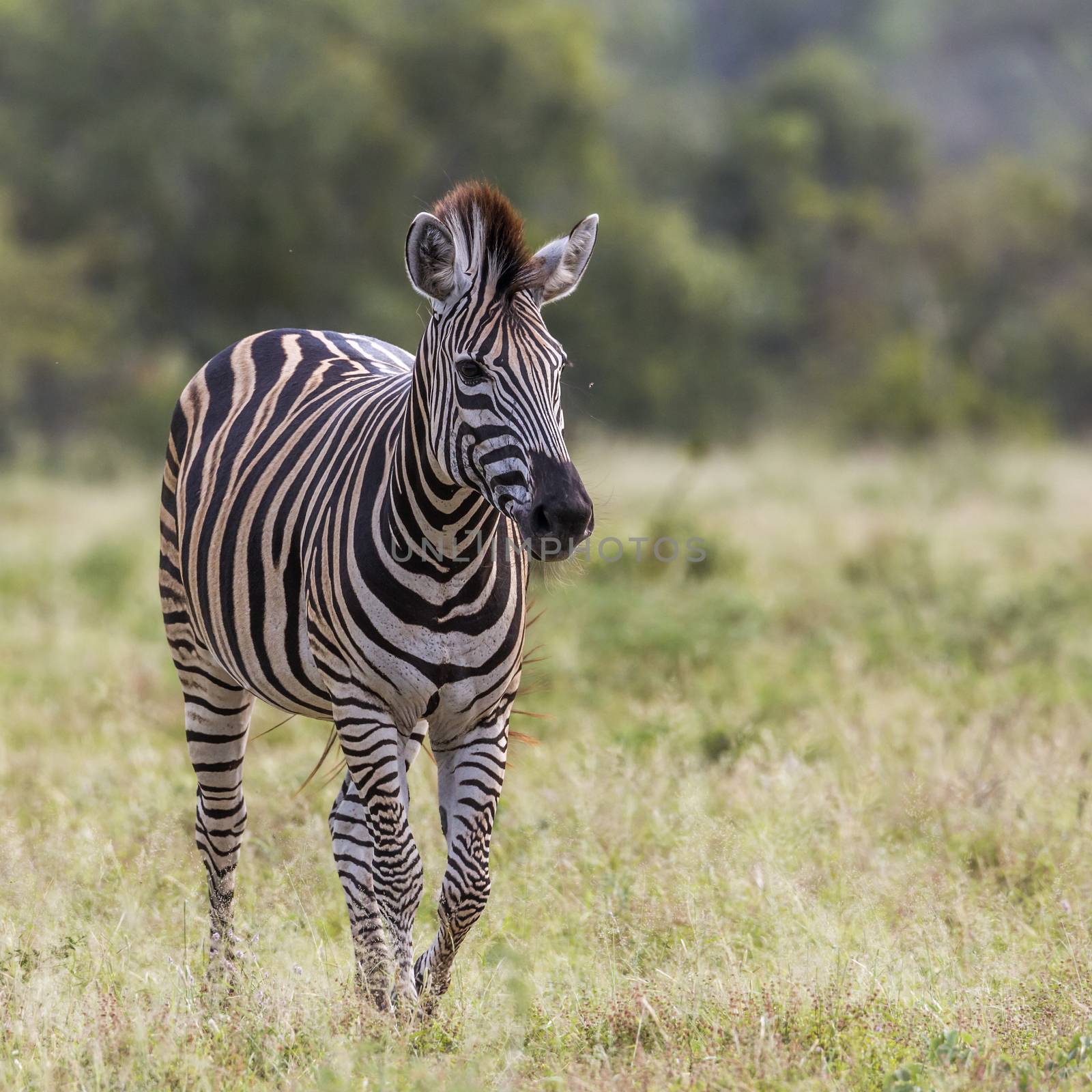 Plains zebra in Kruger National park, South Africa by PACOCOMO