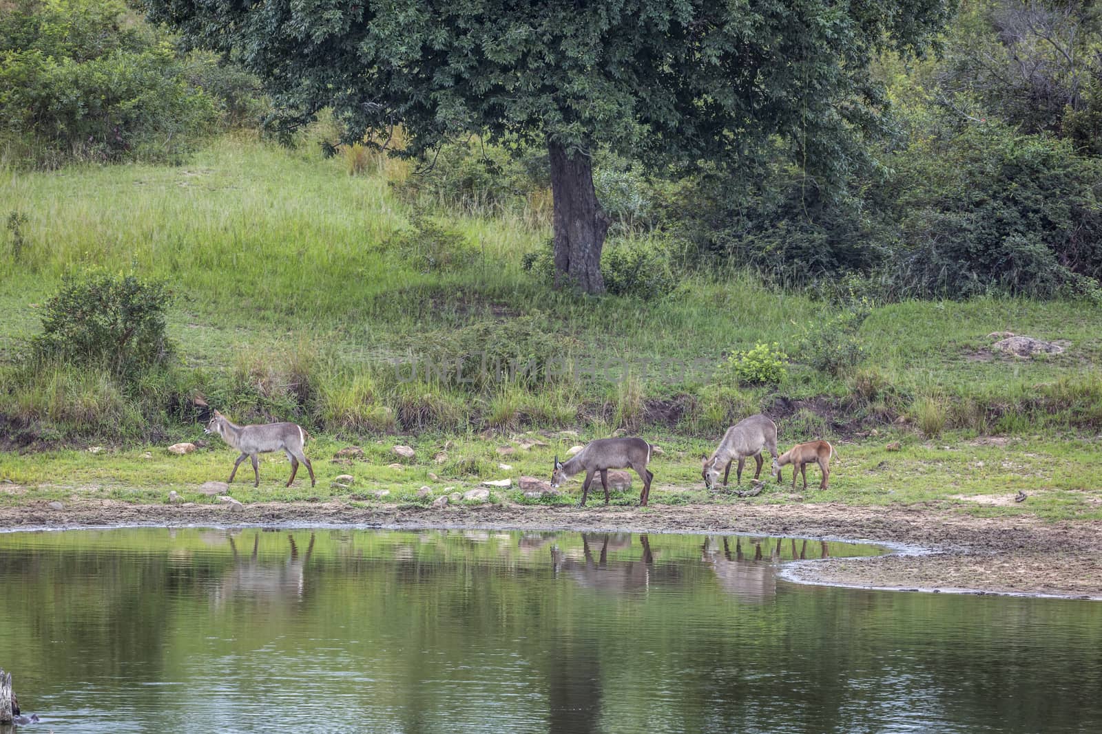 Small group of Waterbuck grazing in lake side in Kruger National park, South Africa ; Specie Kobus ellipsiprymnus family of Bovidae