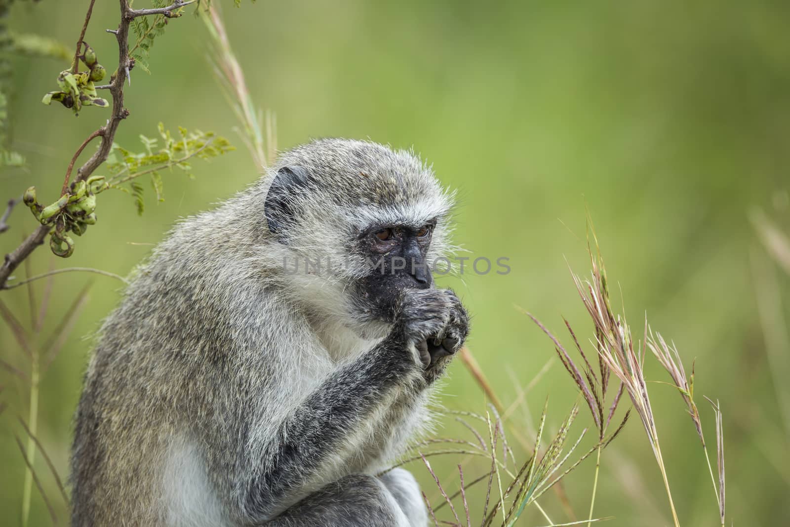 Vervet monkey in Kruger National park, South Africa by PACOCOMO