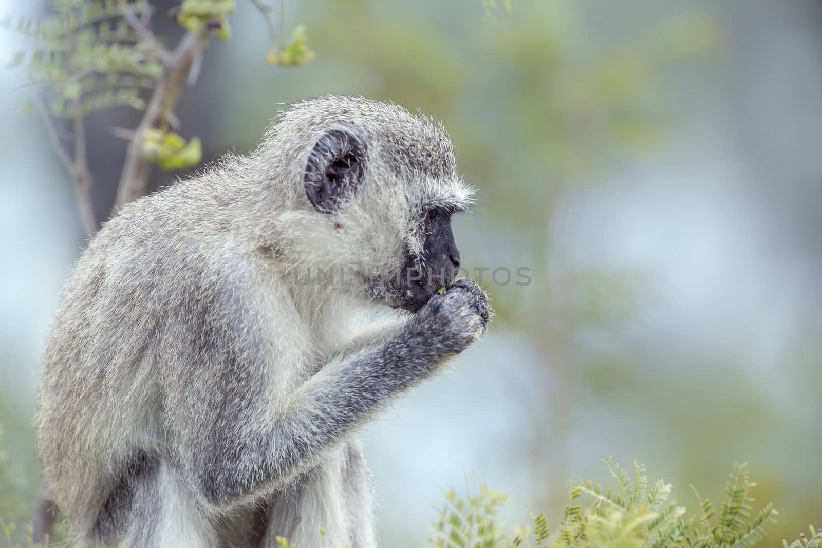 Vervet monkey in Kruger National park, South Africa by PACOCOMO