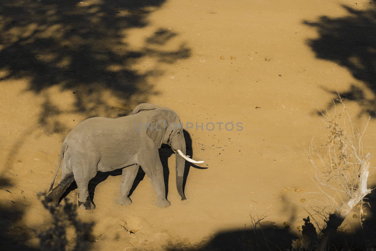 African bush elephant walking on riverbank sand in Kruger National park, South Africa ; Specie Loxodonta africana family of Elephantidae