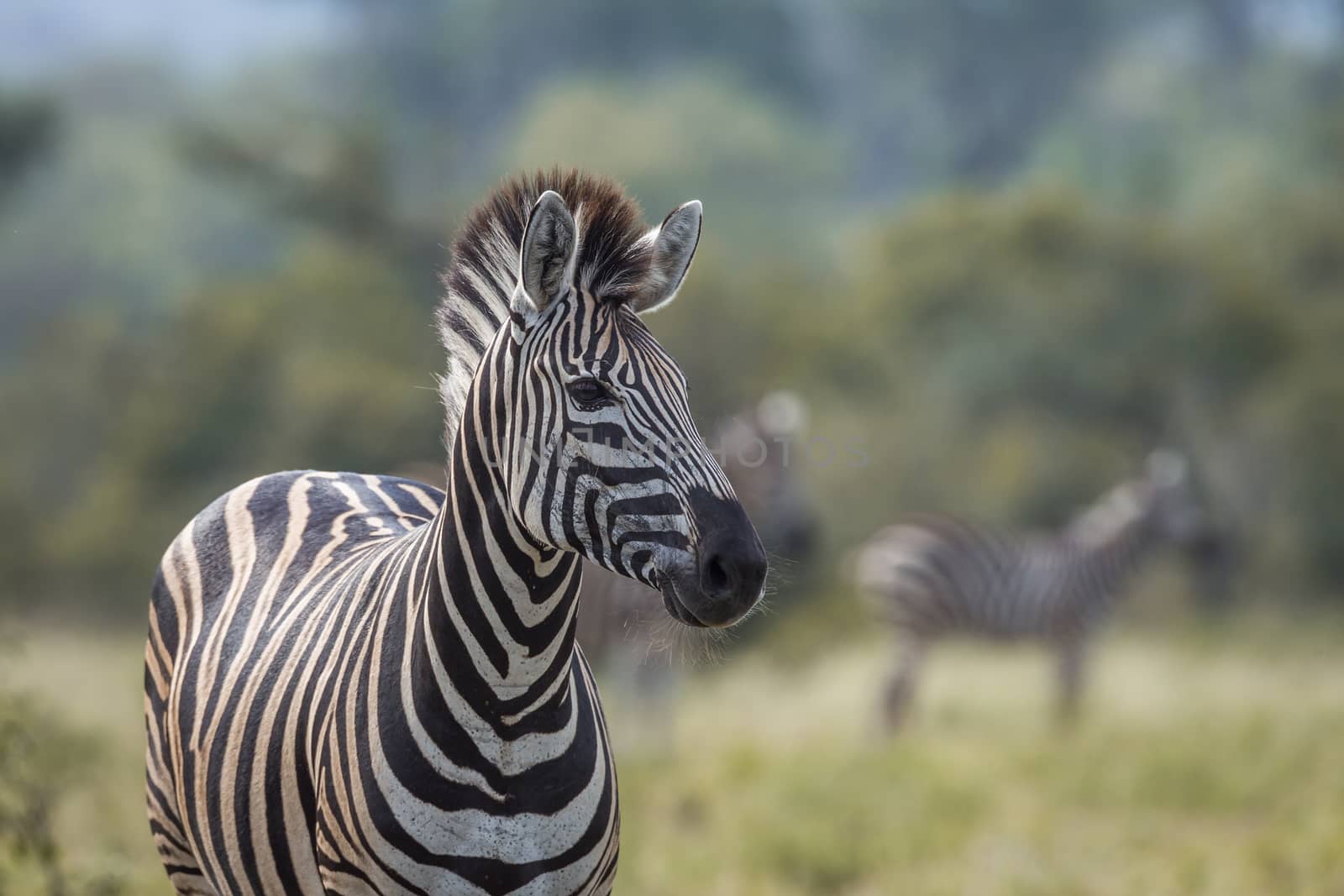 Plains zebra in Kruger National park, South Africa by PACOCOMO