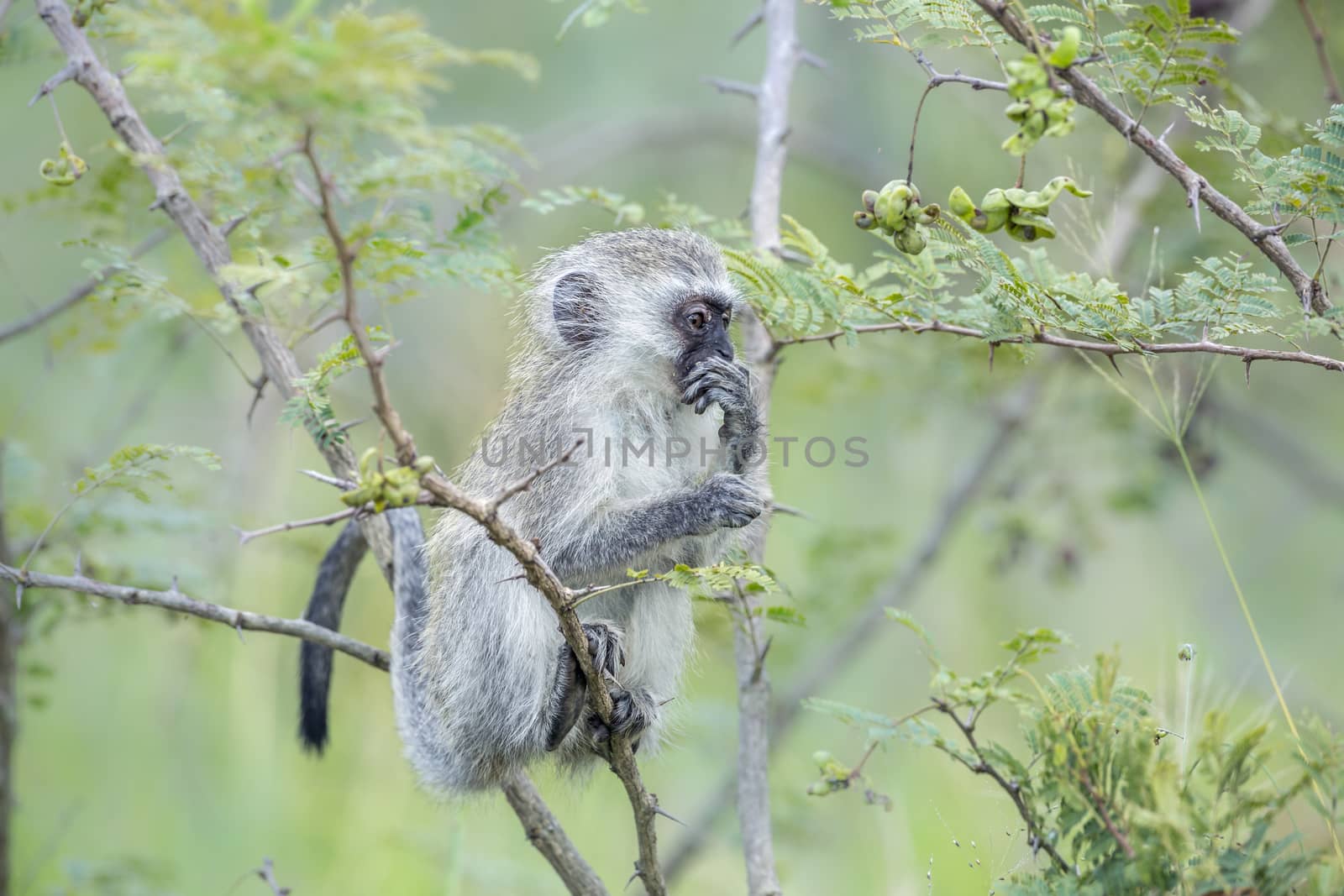 Chacma baboon in Kruger National park, South Africa by PACOCOMO