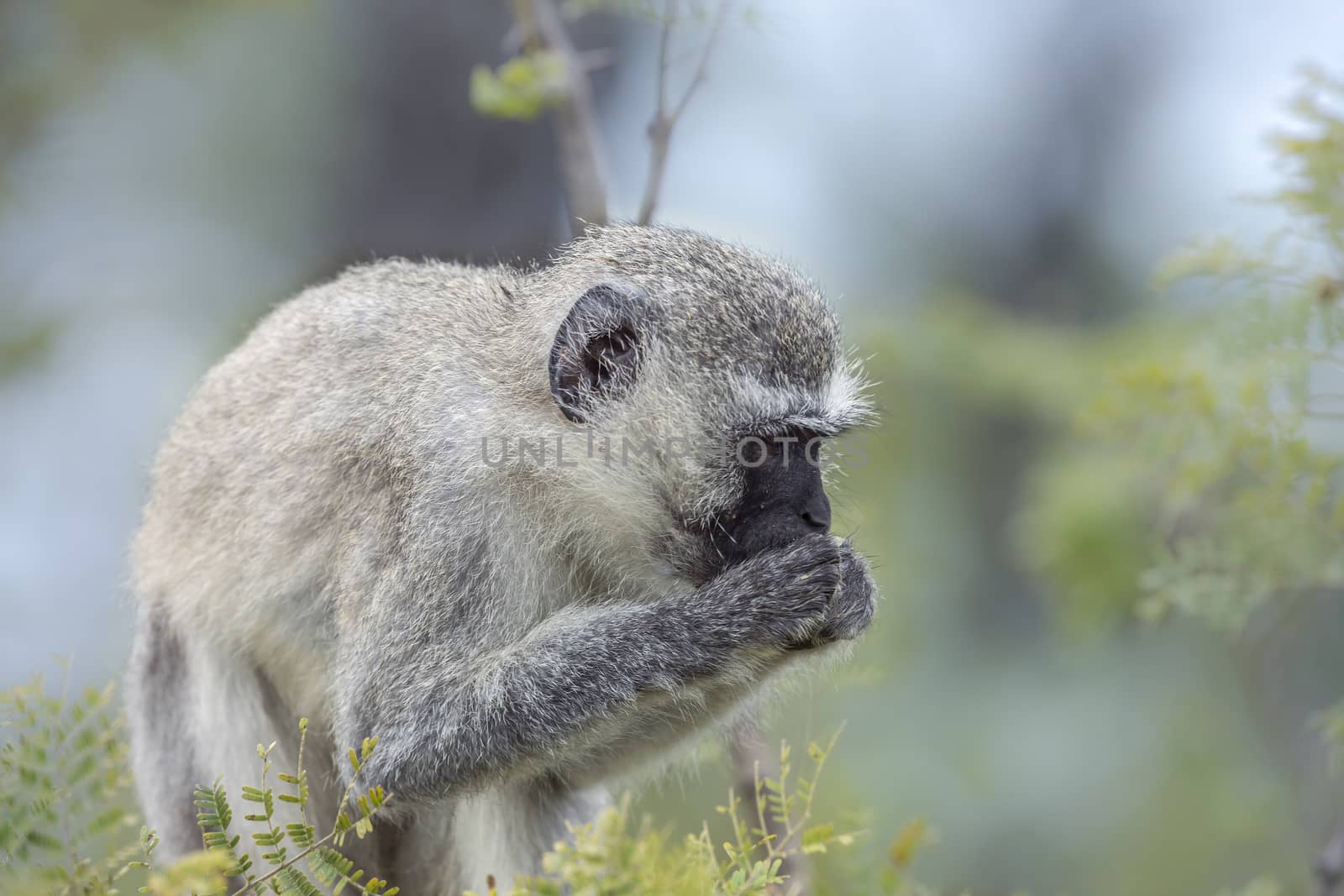 Vervet monkey in Kruger National park, South Africa by PACOCOMO