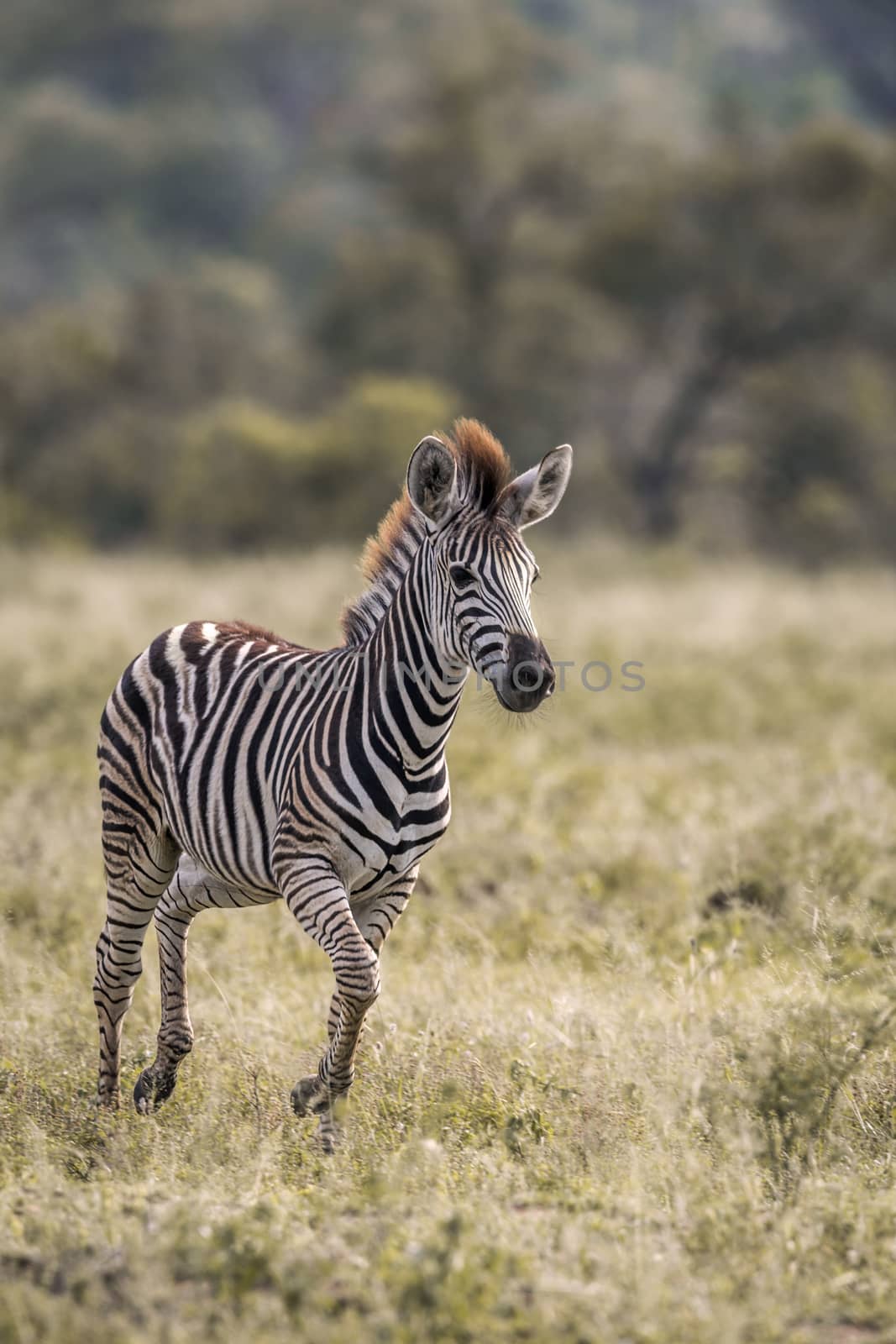 Plains zebra in Kruger National park, South Africa by PACOCOMO