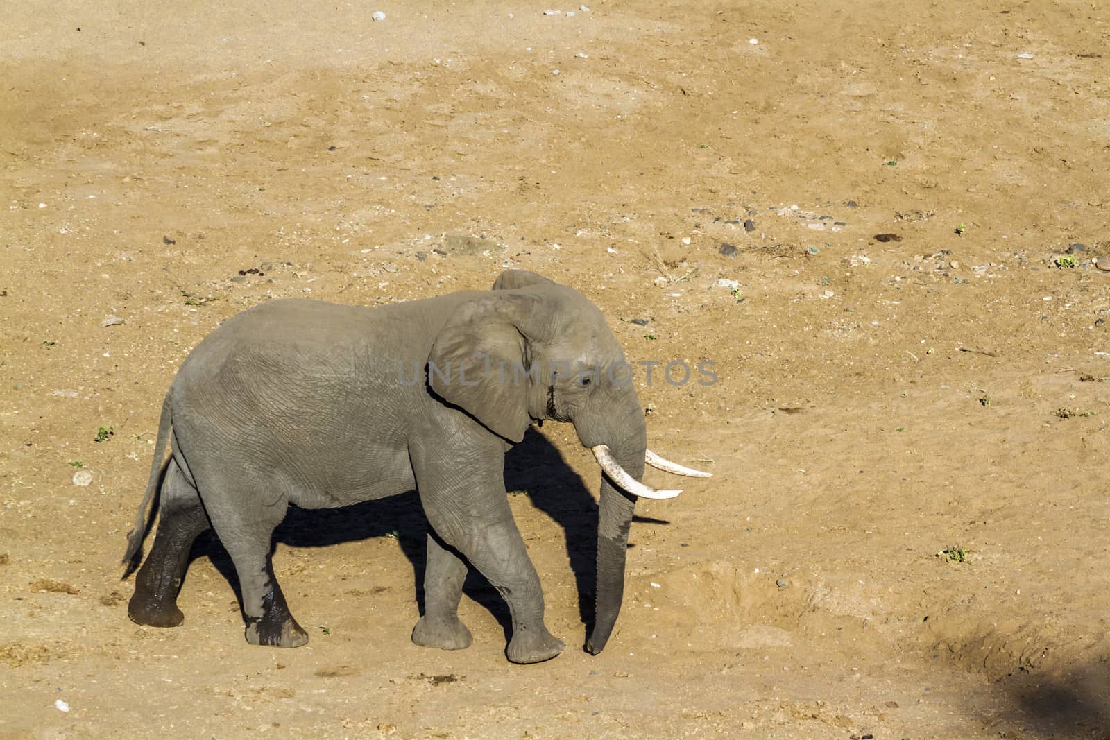 African bush elephant walking on riverbank sand in Kruger National park, South Africa ; Specie Loxodonta africana family of Elephantidae
