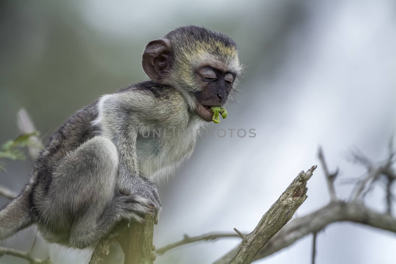 Young Vervet monkey eating a plant in Kruger National park, South Africa ; Specie Papio ursinus family of Cercopithecidae