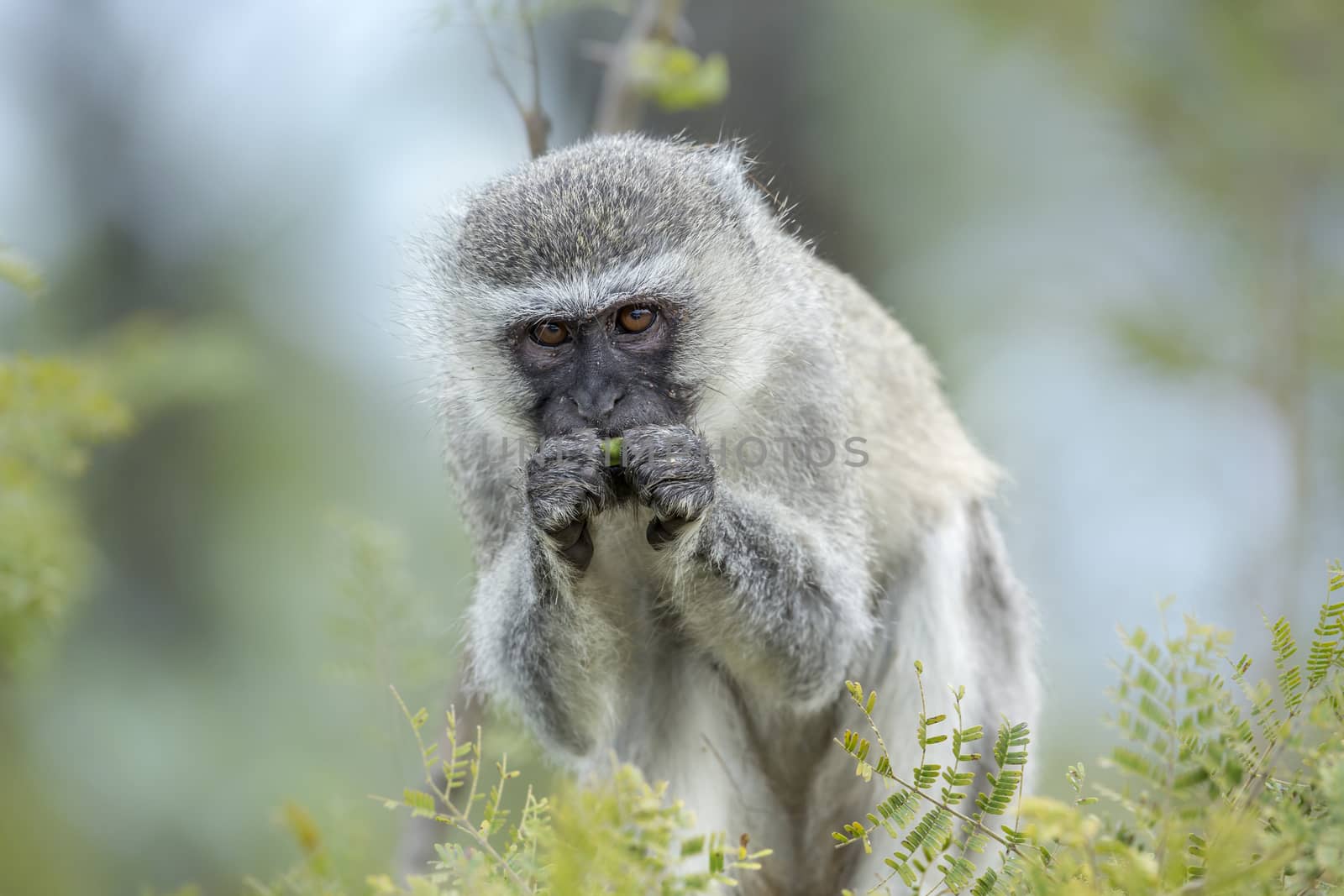 Vervet monkey in Kruger National park, South Africa by PACOCOMO