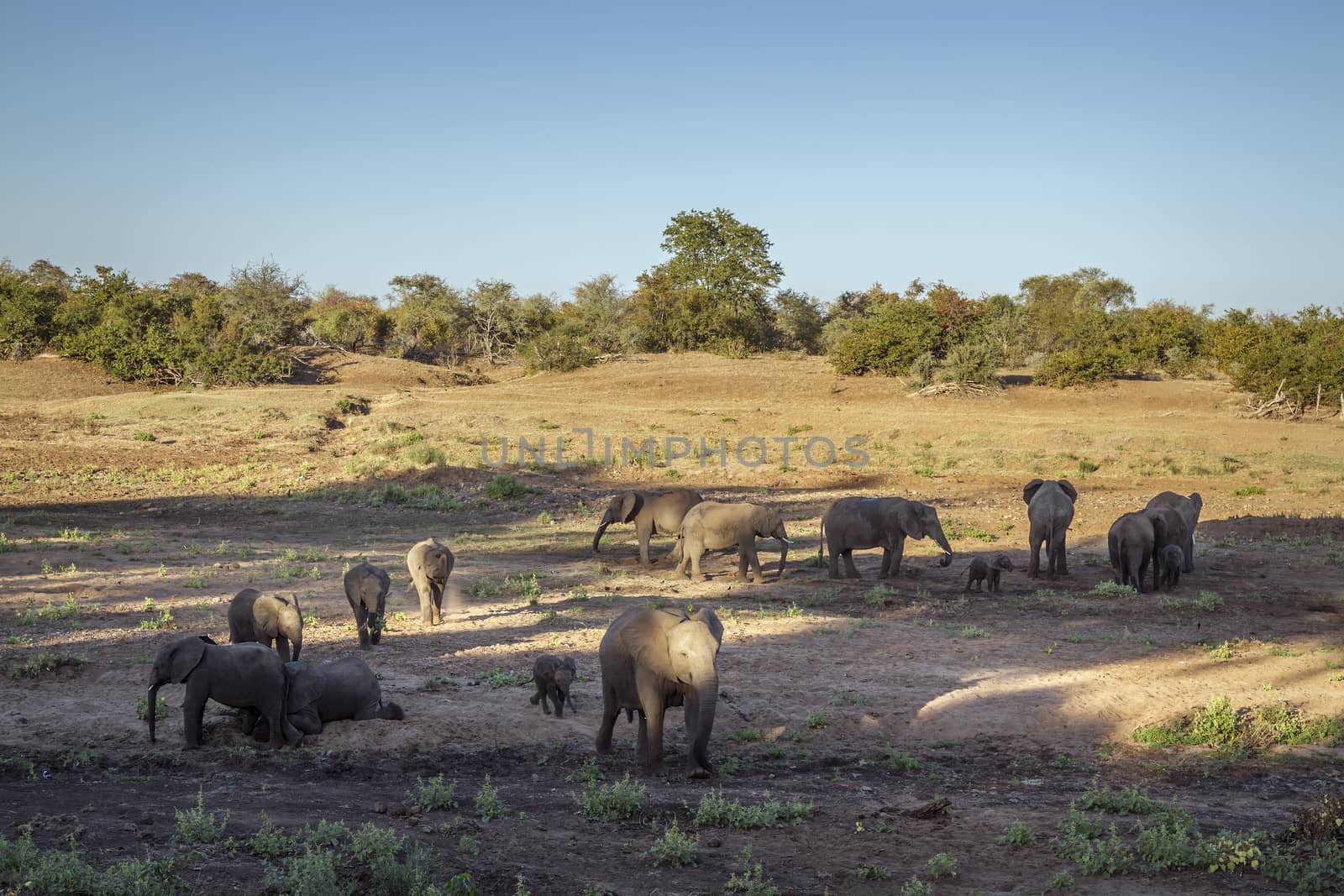 African bush elephant in Kruger National park, South Africa by PACOCOMO