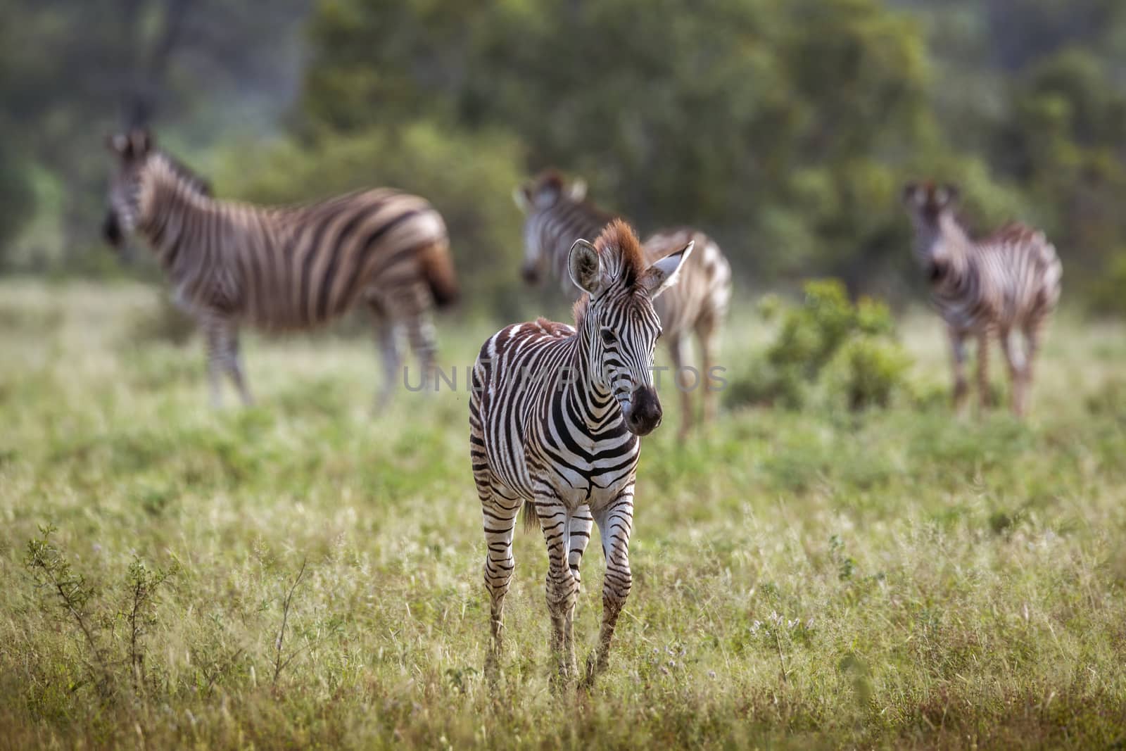 Young Plains zebra walking in front view in Kruger National park, South Africa ; Specie Equus quagga burchellii family of Equidae