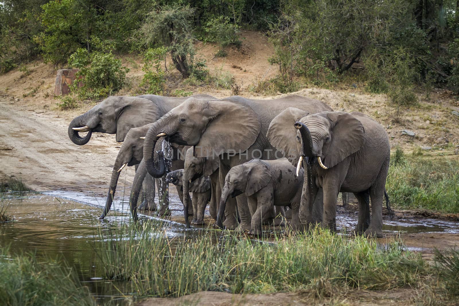 Small group of African bush elephants drinking in waterhole in Kruger National park, South Africa ; Specie Loxodonta africana family of Elephantidae