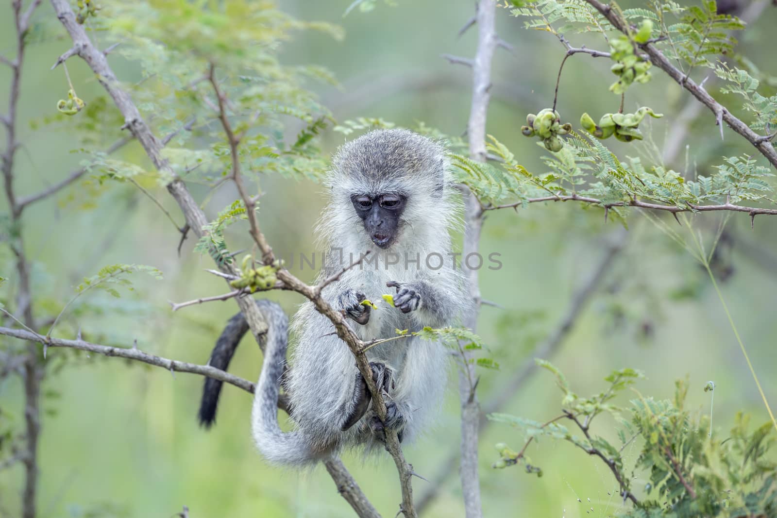 Young Vervet monkey eating a plant in Kruger National park, South Africa ; Specie Papio ursinus family of Cercopithecidae