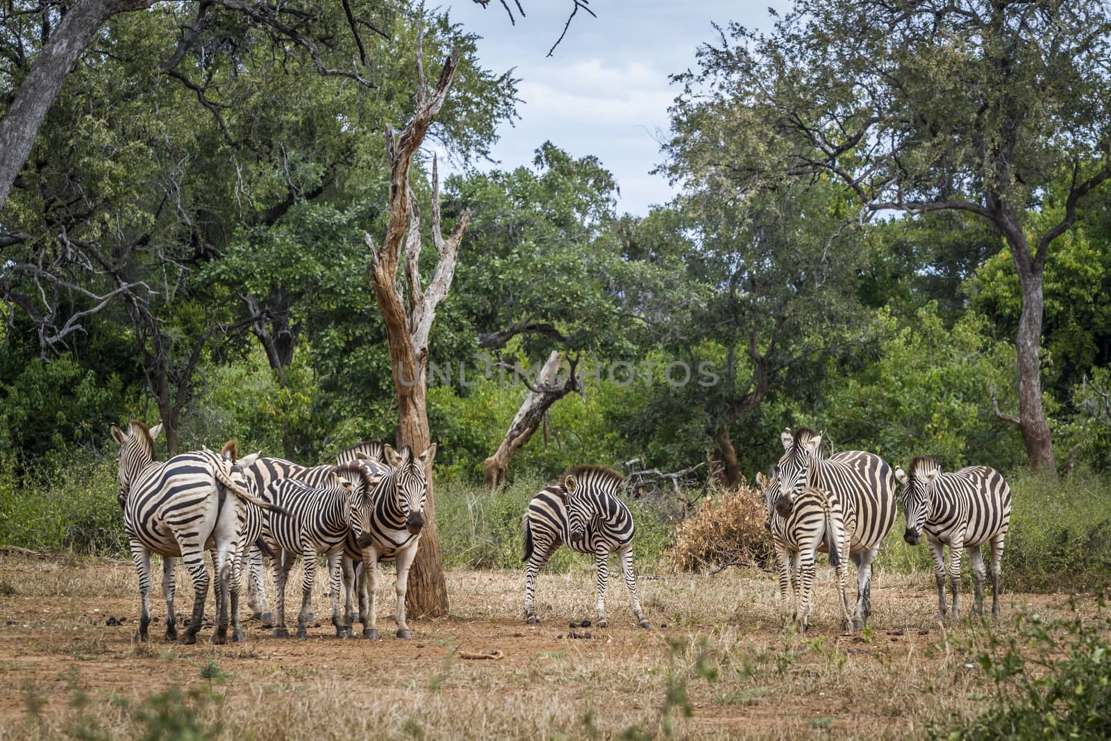 Plains zebra in Kruger National park, South Africa by PACOCOMO