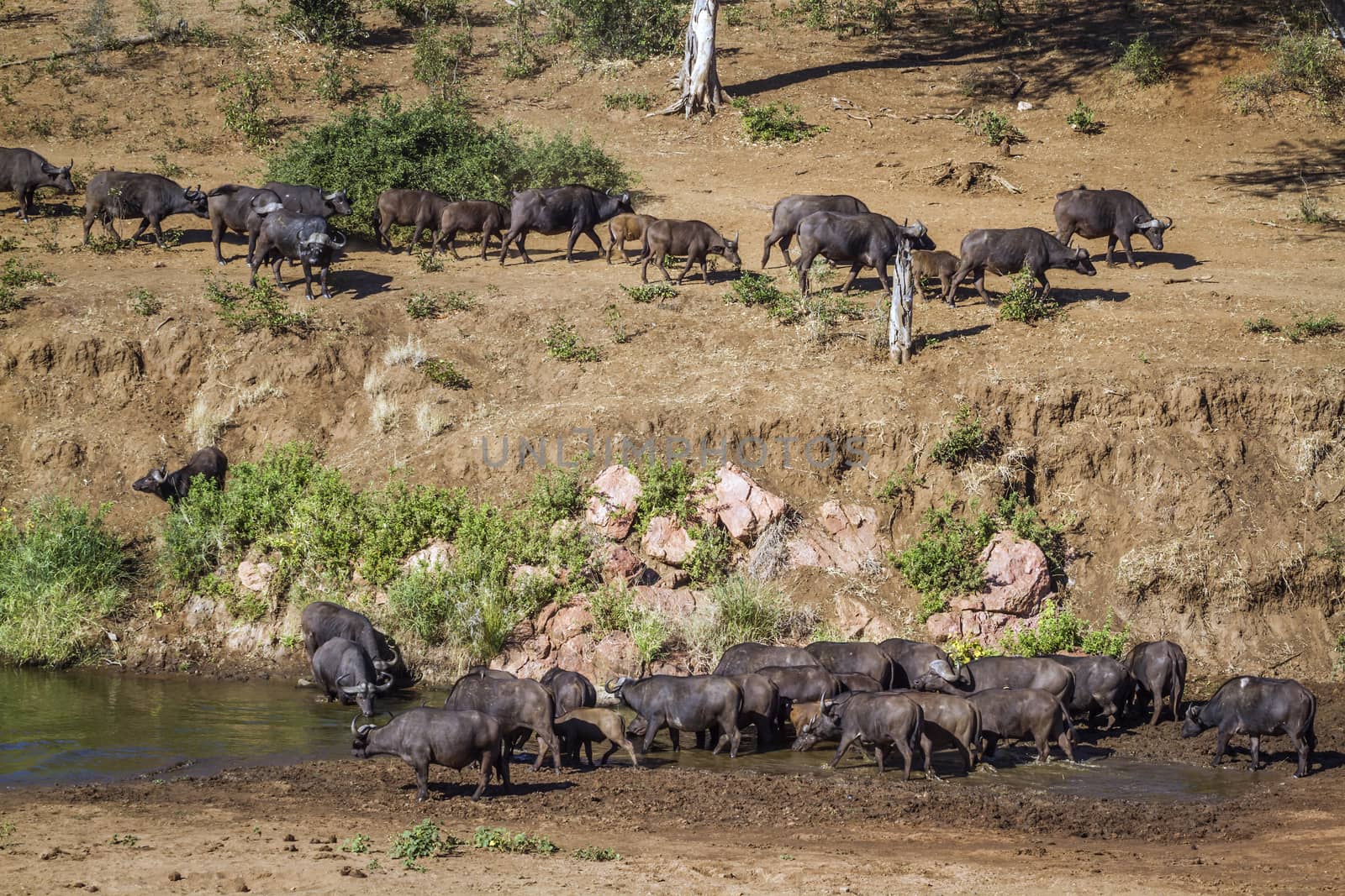 African buffalo herd in riverbank scenery in Kruger National park, South Africa ; Specie Syncerus caffer family of Bovidae