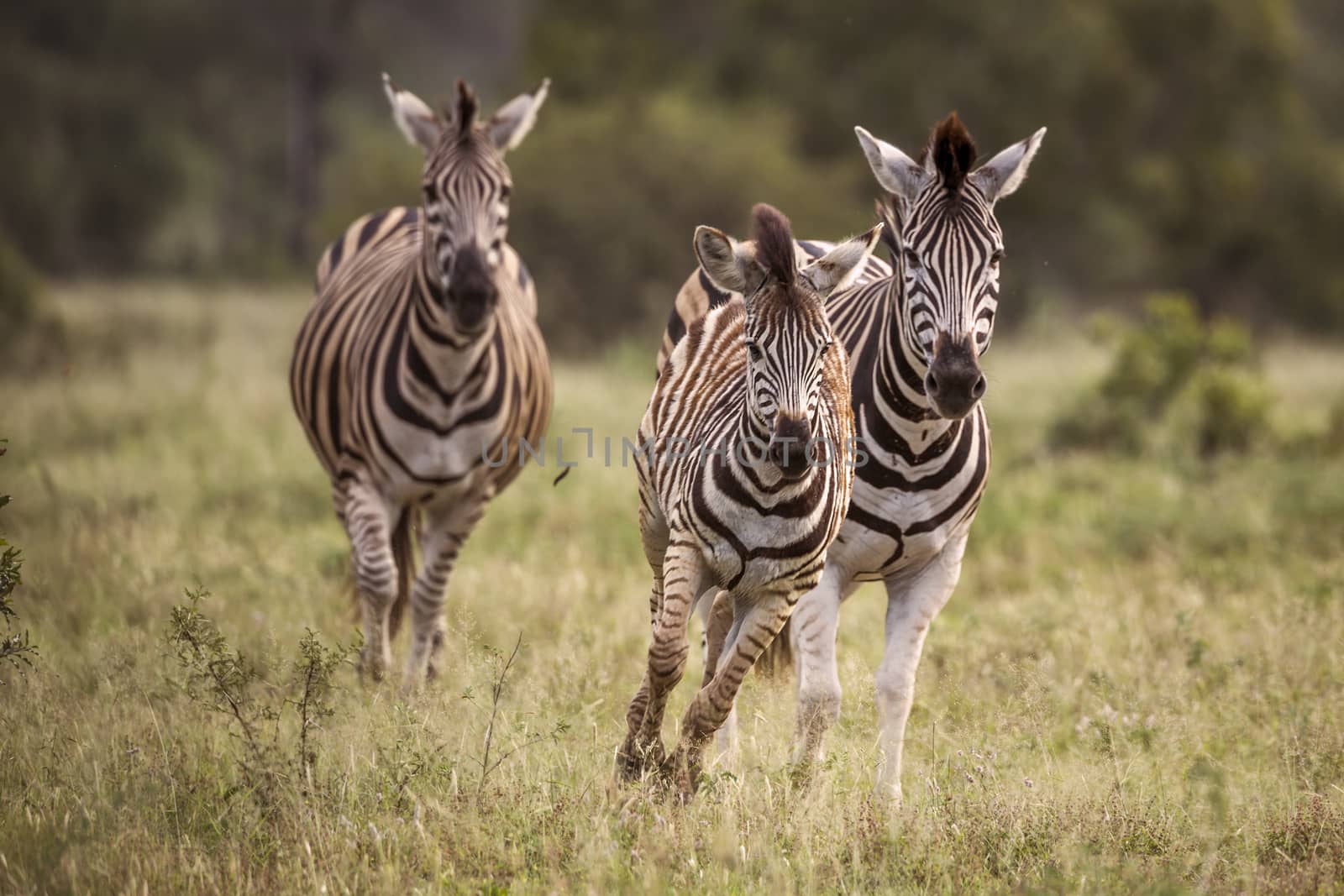 Three Plains zebra running in front view in Kruger National park, South Africa ; Specie Equus quagga burchellii family of Equidae