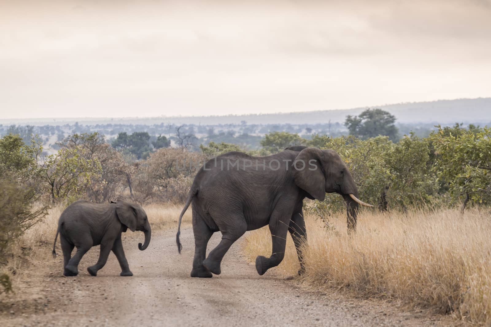 African bush elephant female and young crossing safari road in Kruger National park, South Africa ; Specie Loxodonta africana family of Elephantidae