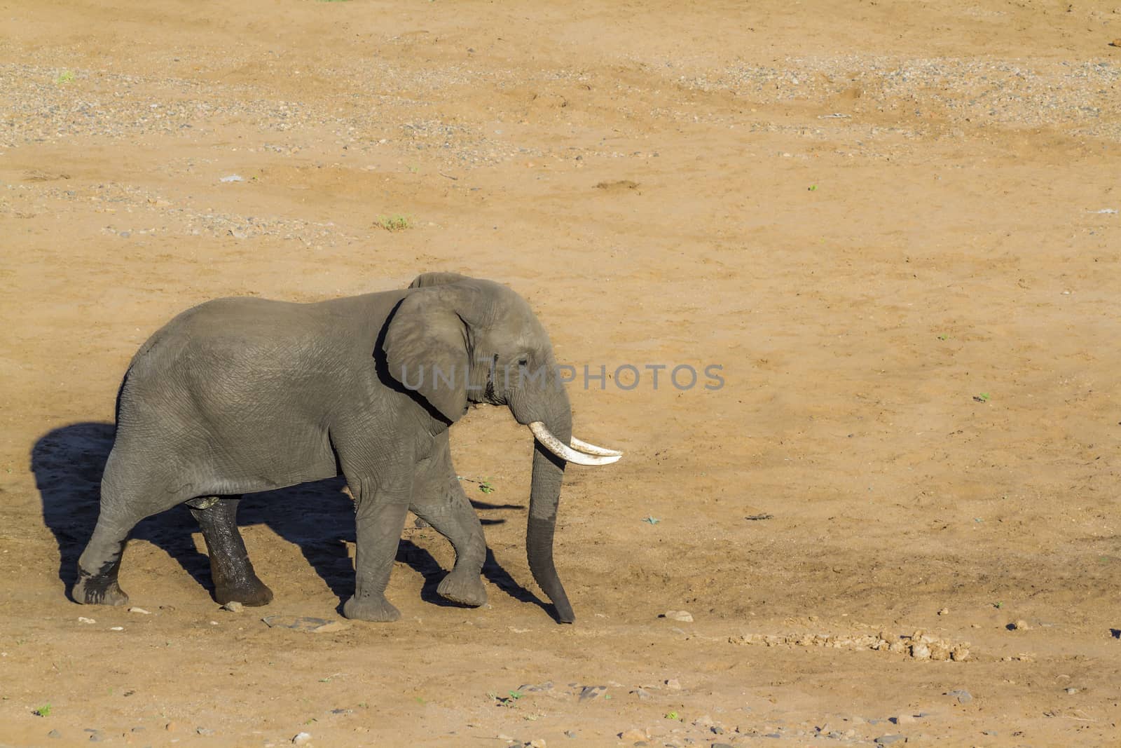 African bush elephant in Kruger National park, South Africa by PACOCOMO