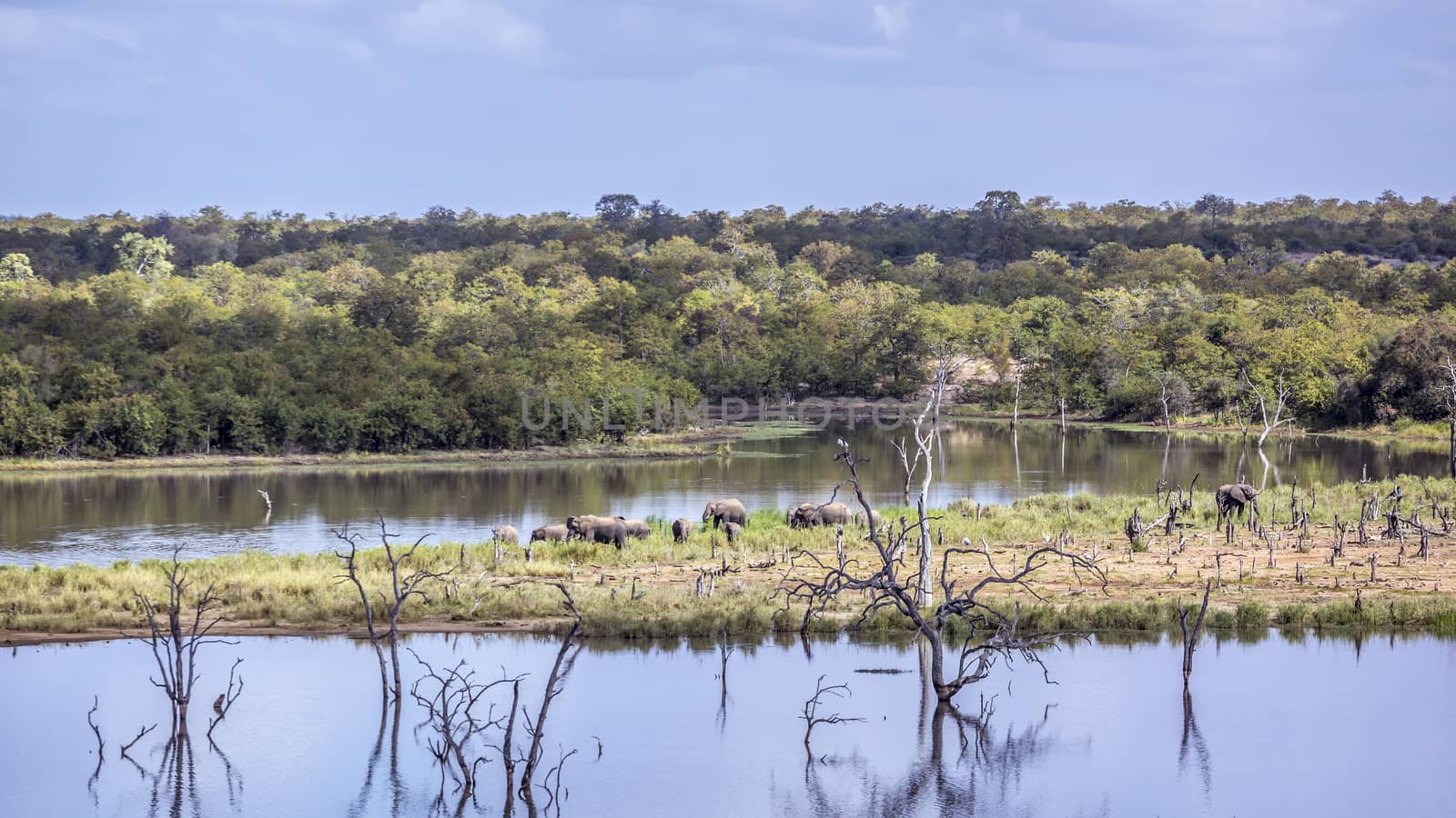 African bush elephant in Kruger National park, South Africa by PACOCOMO