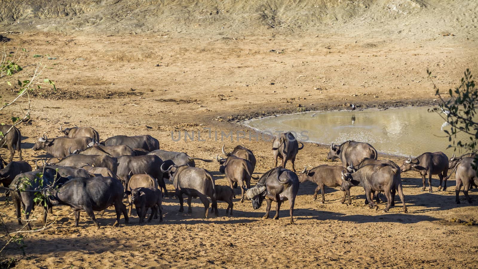 African buffalo in Kruger National park, South Africa by PACOCOMO