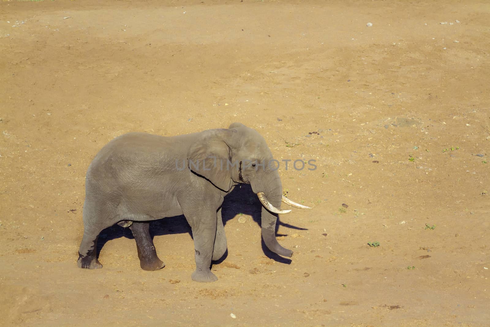 African bush elephant in Kruger National park, South Africa by PACOCOMO