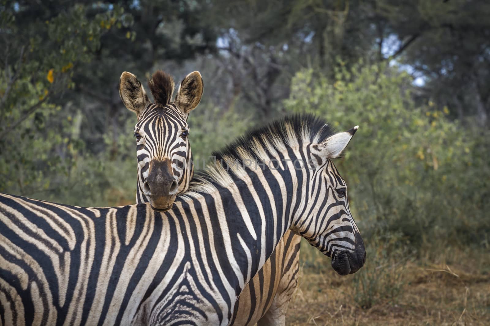 Plains zebra in Kruger National park, South Africa by PACOCOMO