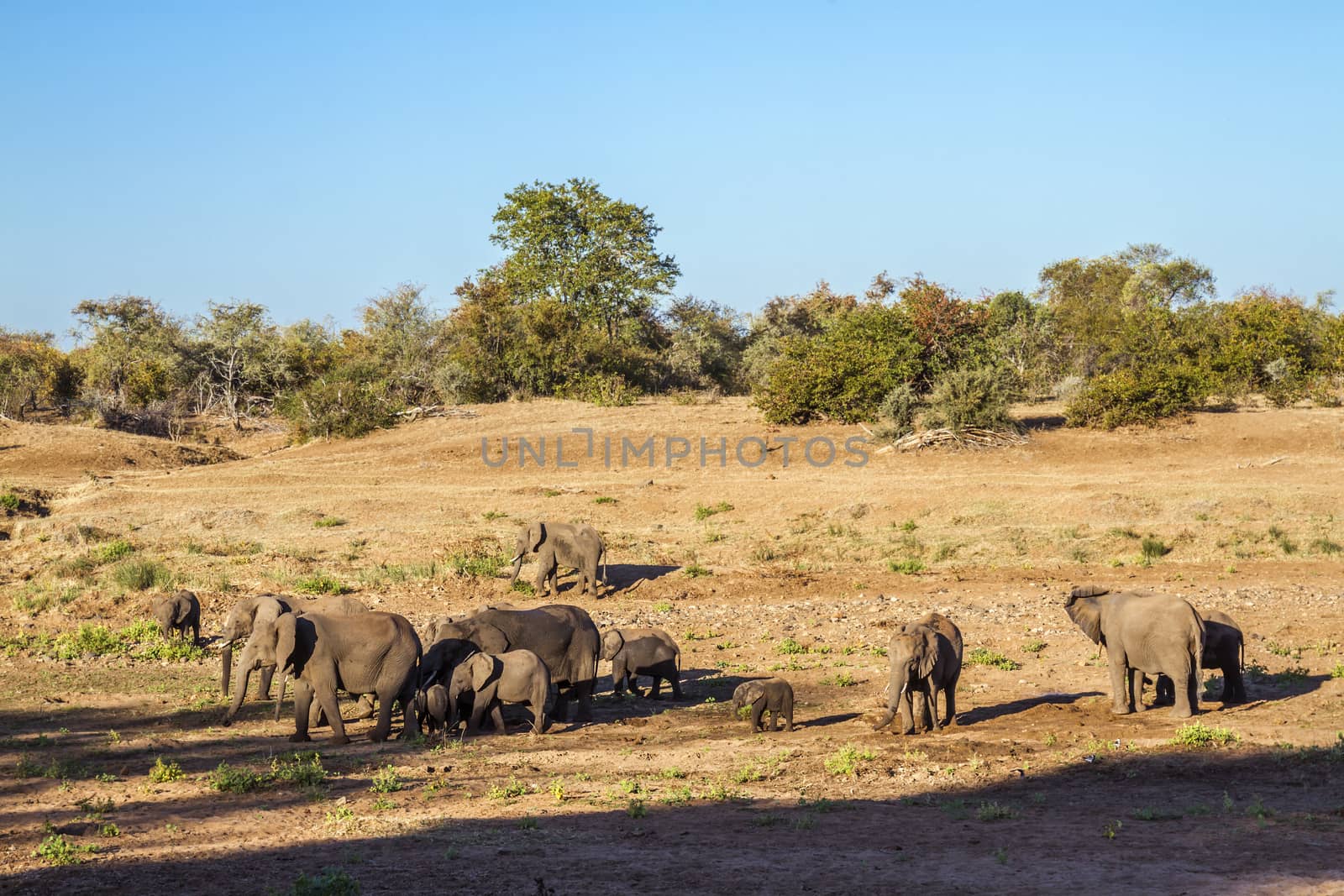 African bush elephant herd in riverbed in Kruger National park, South Africa ; Specie Loxodonta africana family of Elephantidae