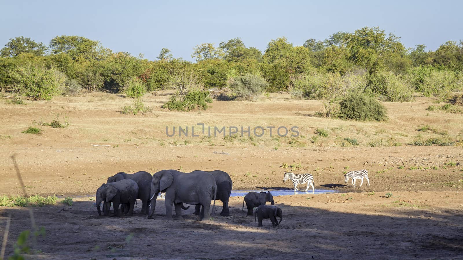 African bush elephant in Kruger National park, South Africa by PACOCOMO