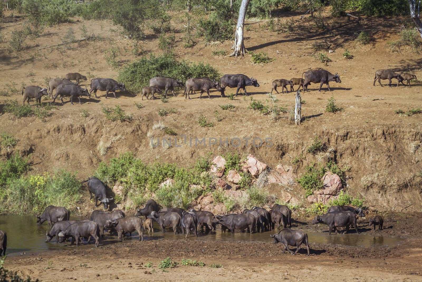 African buffalo herd in riverbank scenery in Kruger National park, South Africa ; Specie Syncerus caffer family of Bovidae