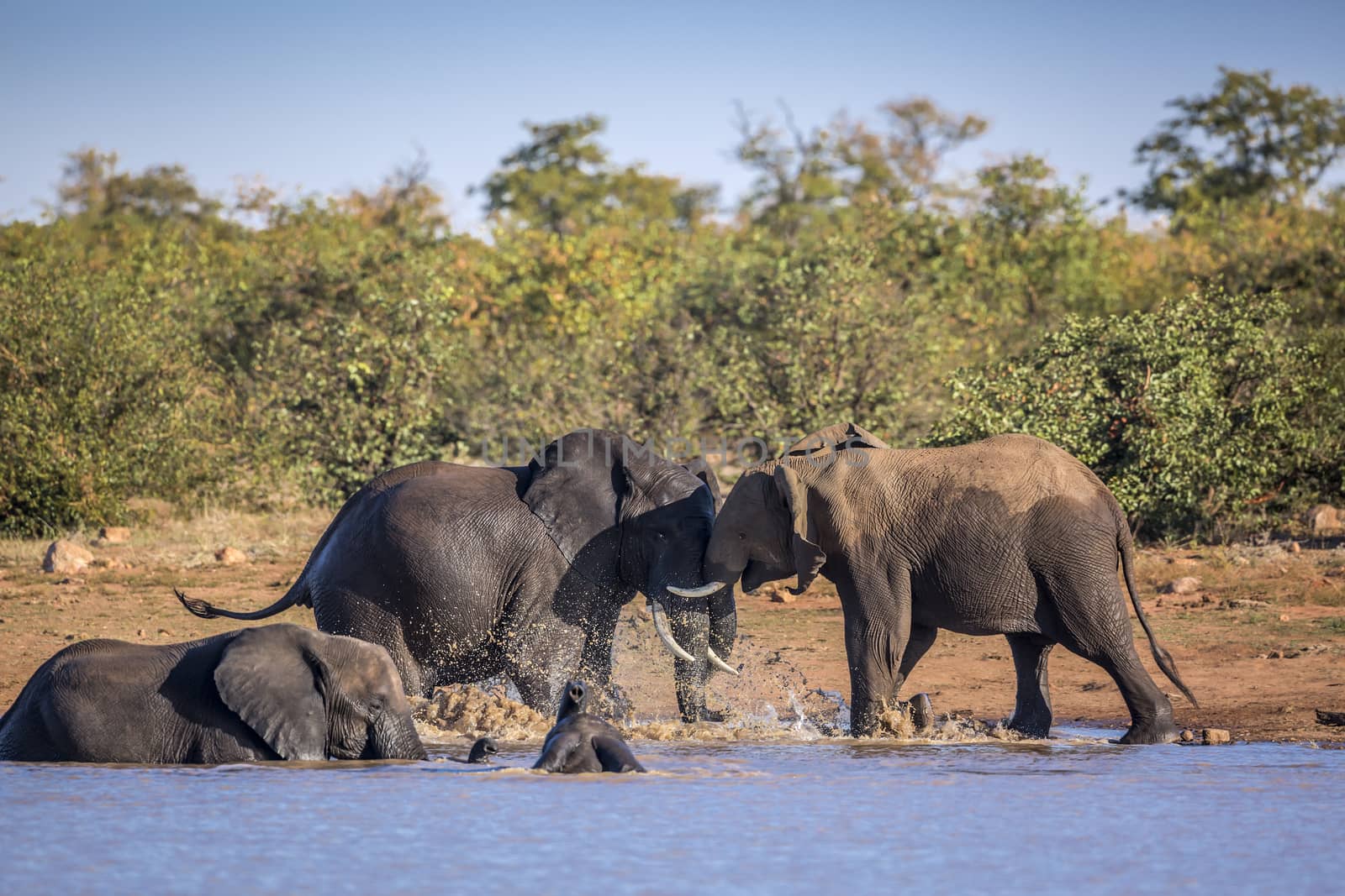 African bush elephant in Kruger National park, South Africa by PACOCOMO