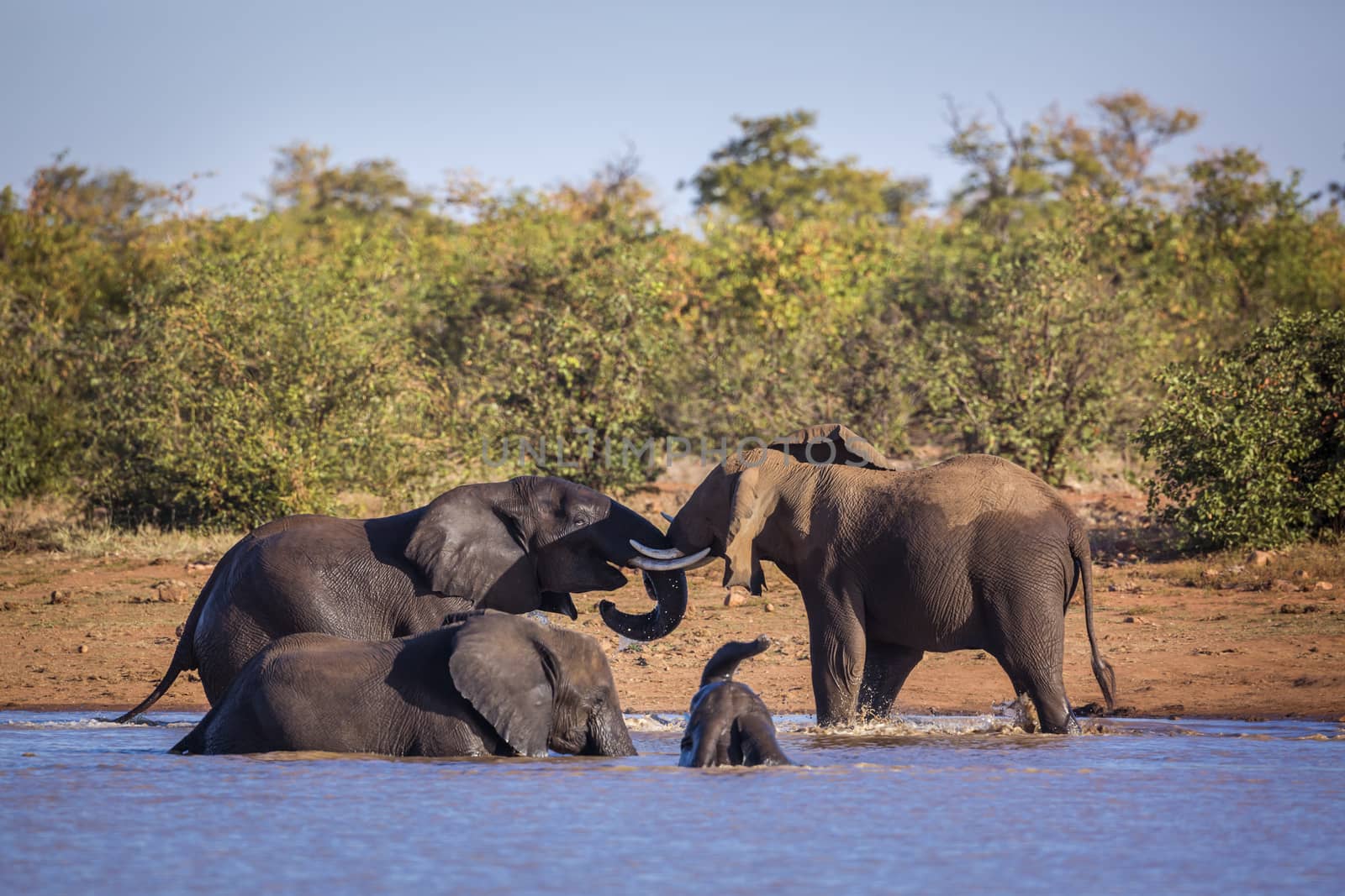 African bush elephant in Kruger National park, South Africa by PACOCOMO