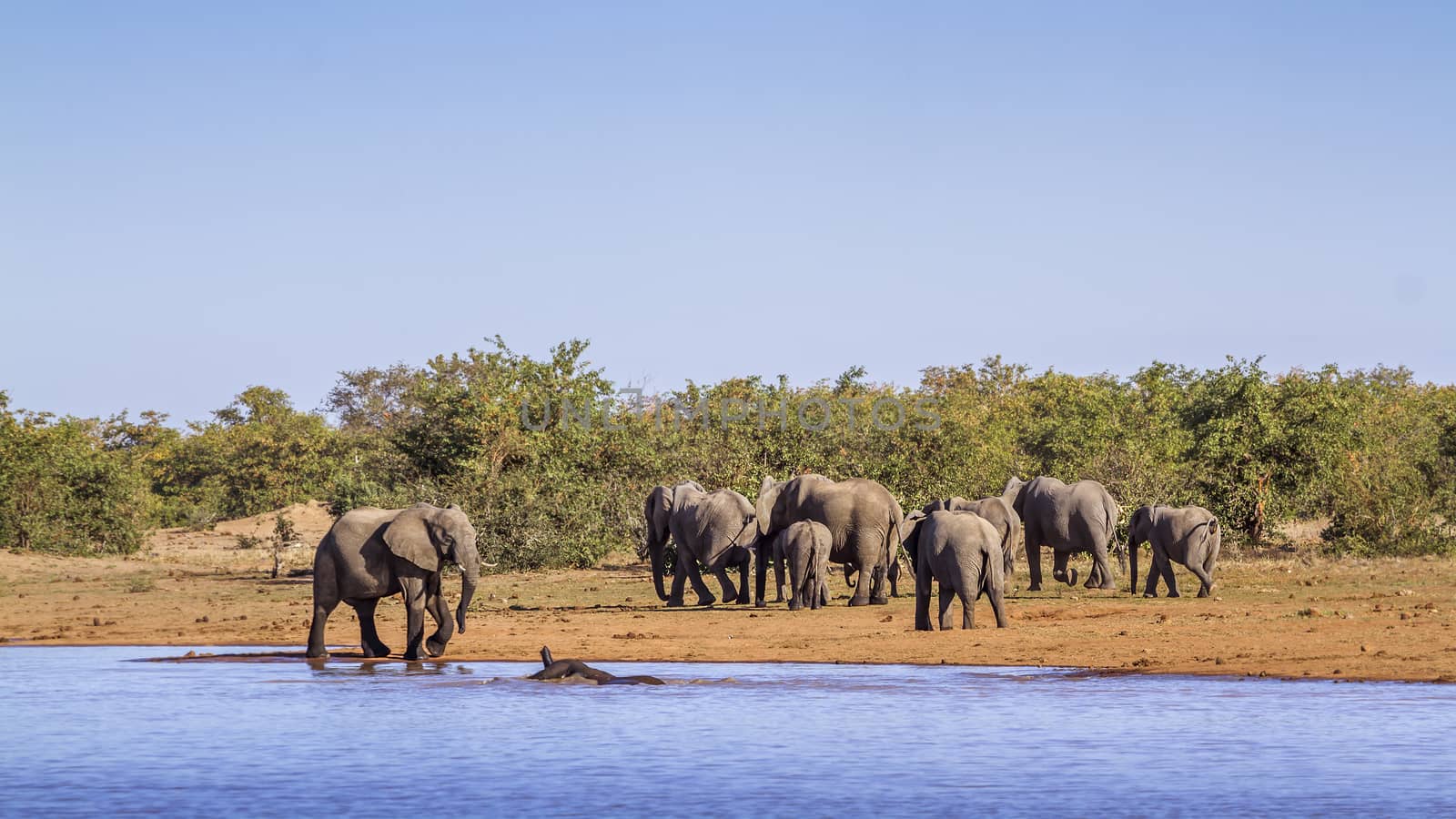 African bush elephant in Kruger National park, South Africa by PACOCOMO