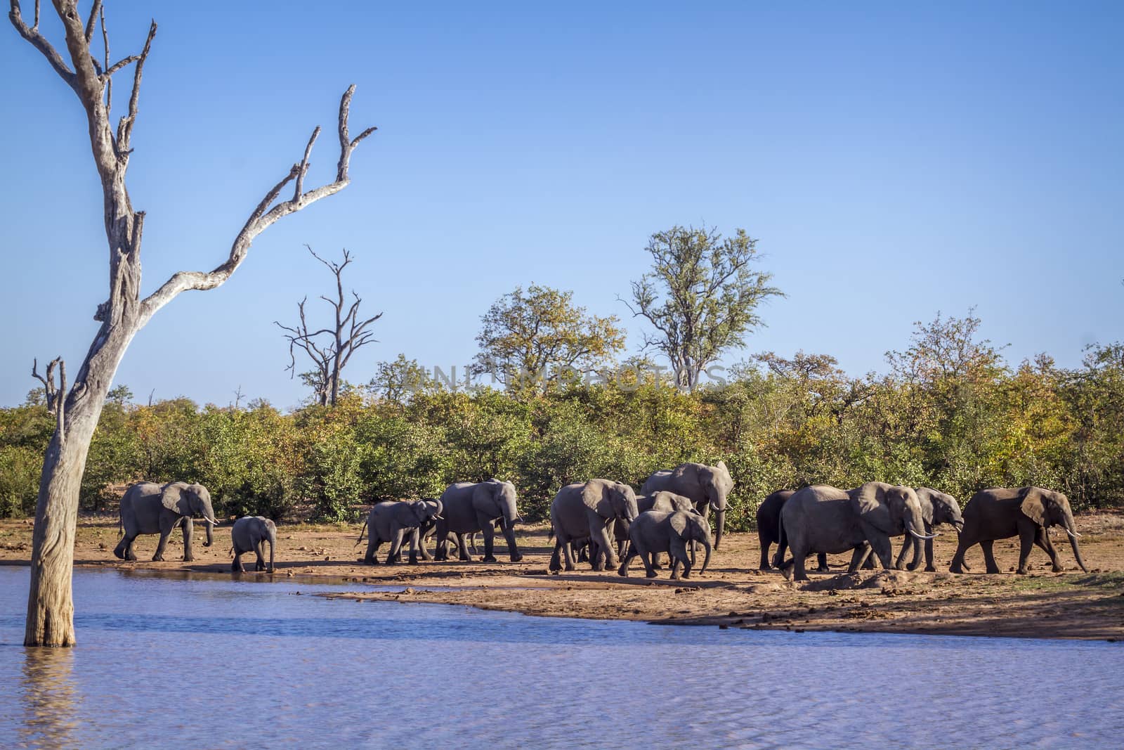 African bush elephant in Kruger National park, South Africa by PACOCOMO