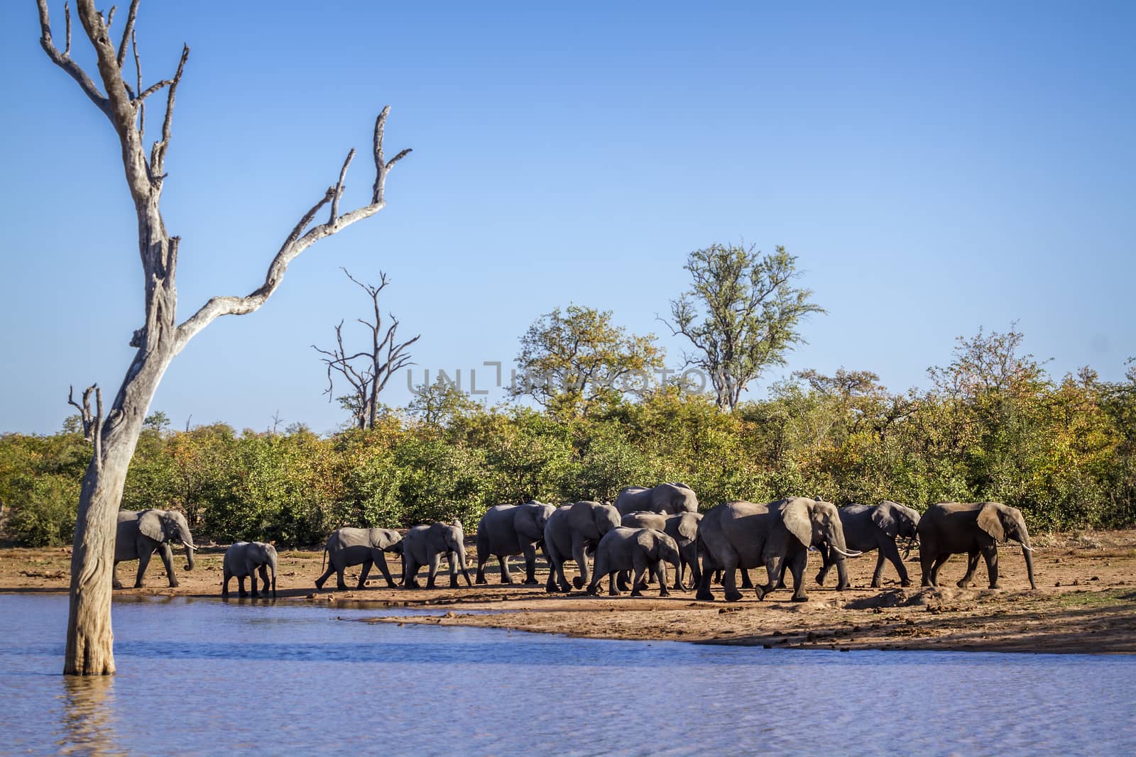 African bush elephant in Kruger National park, South Africa by PACOCOMO