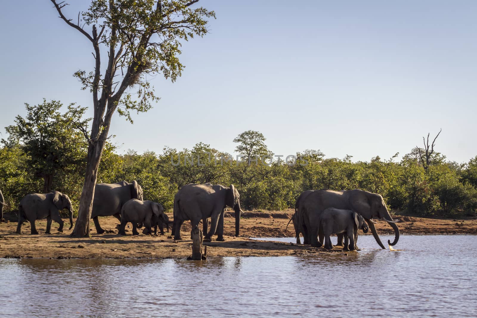 African bush elephant in Kruger National park, South Africa by PACOCOMO