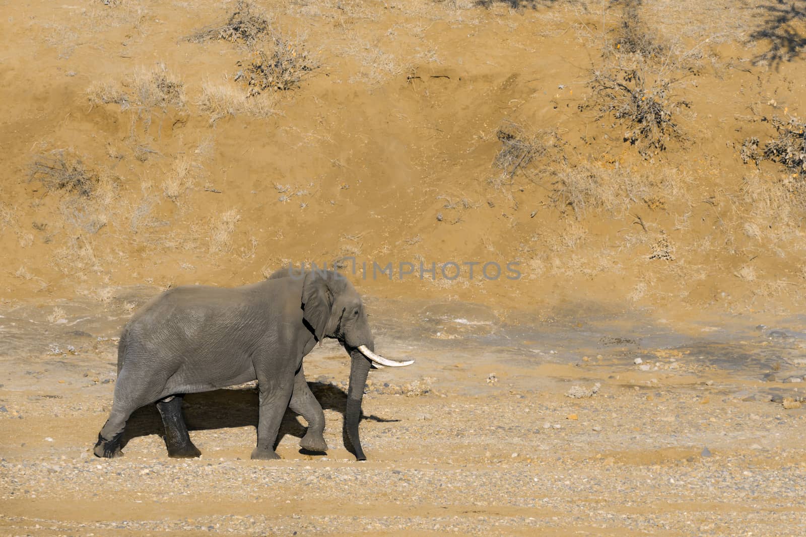 African bush elephant walking on riverbank sand in Kruger National park, South Africa ; Specie Loxodonta africana family of Elephantidae