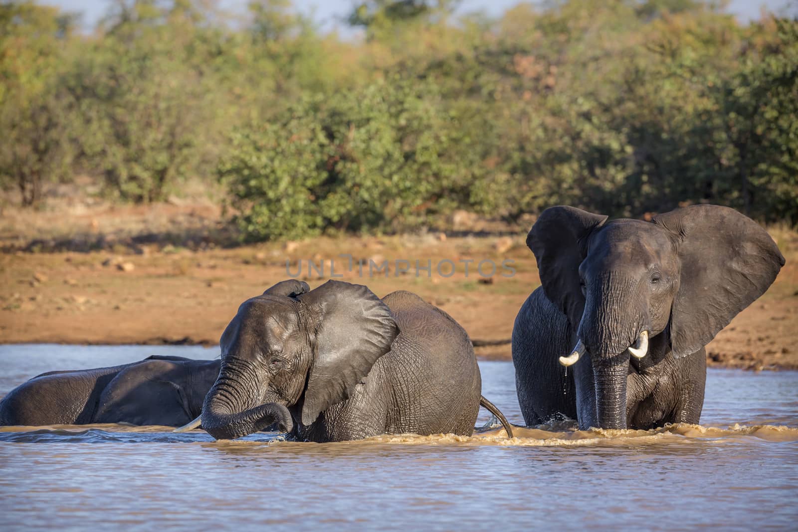 Two African bush elephants playing in water in Kruger National park, South Africa ; Specie Loxodonta africana family of Elephantidae