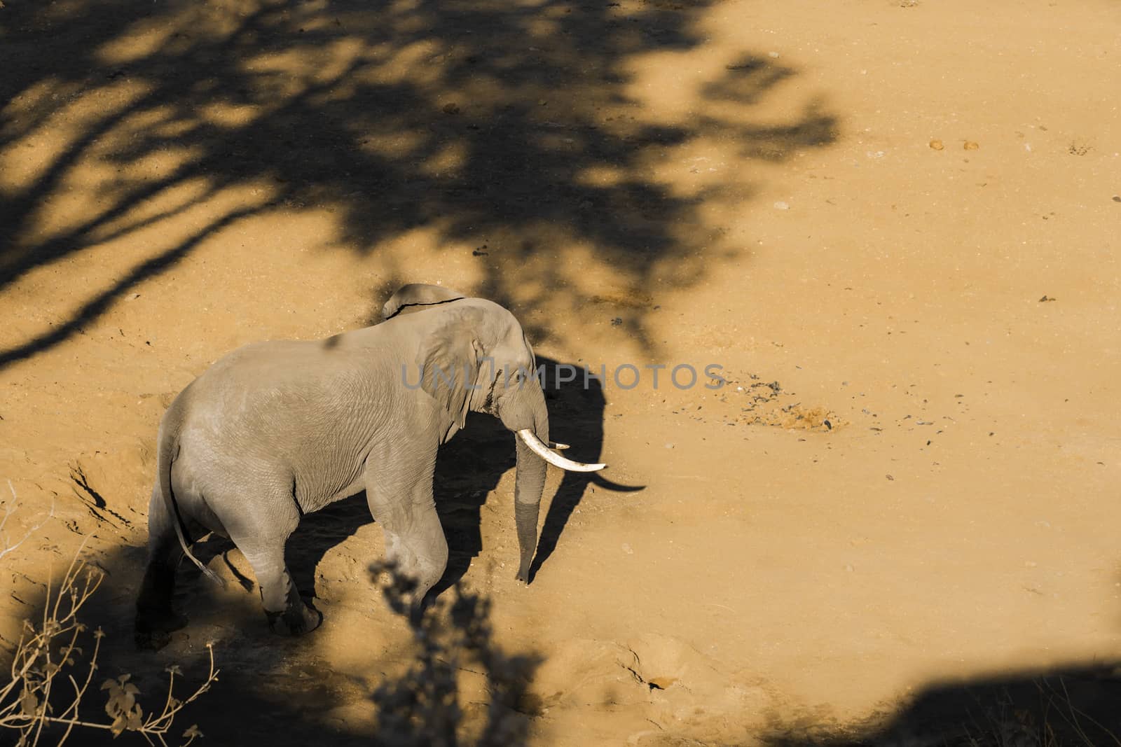 African bush elephant in Kruger National park, South Africa by PACOCOMO