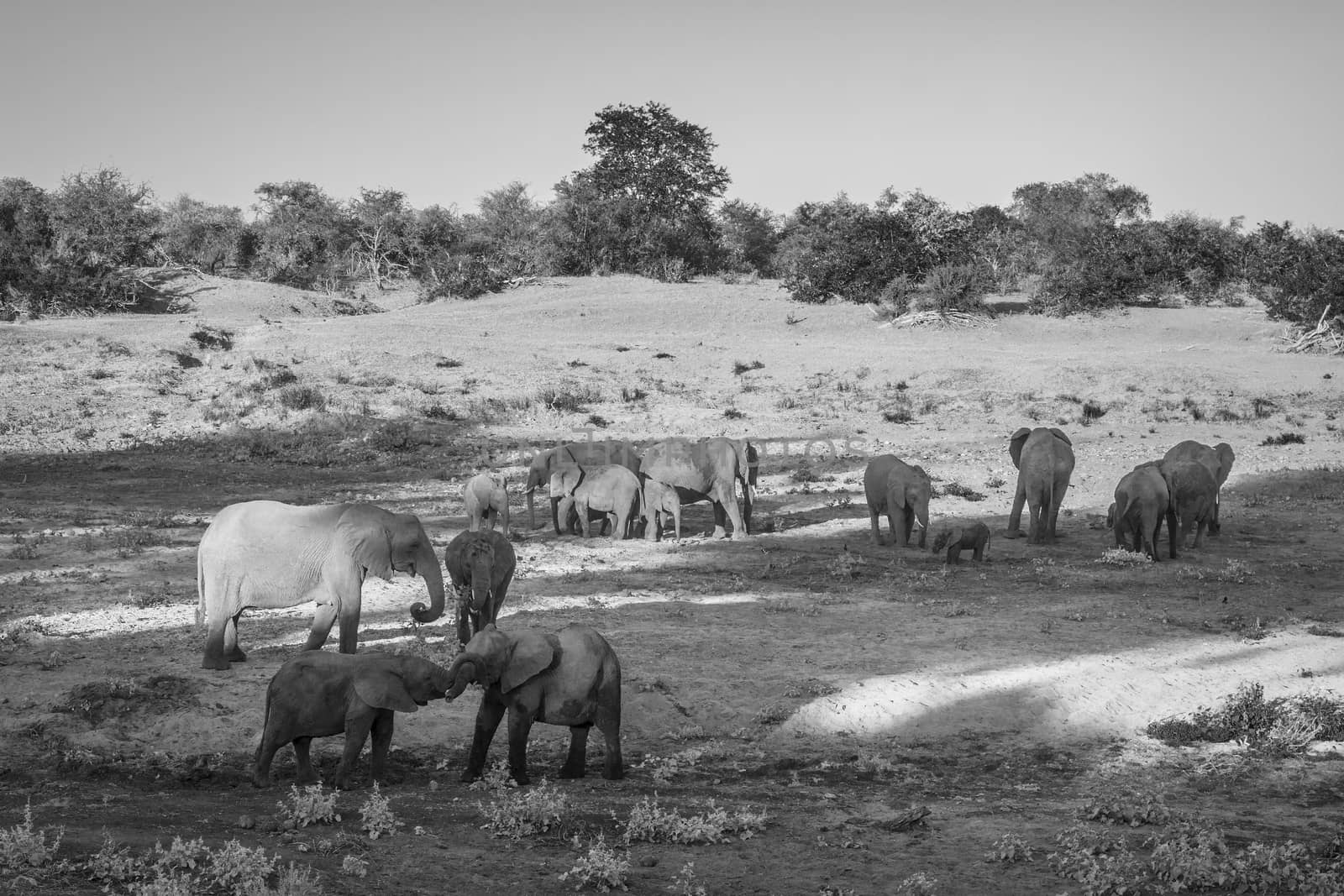 African bush elephant in Kruger National park, South Africa by PACOCOMO