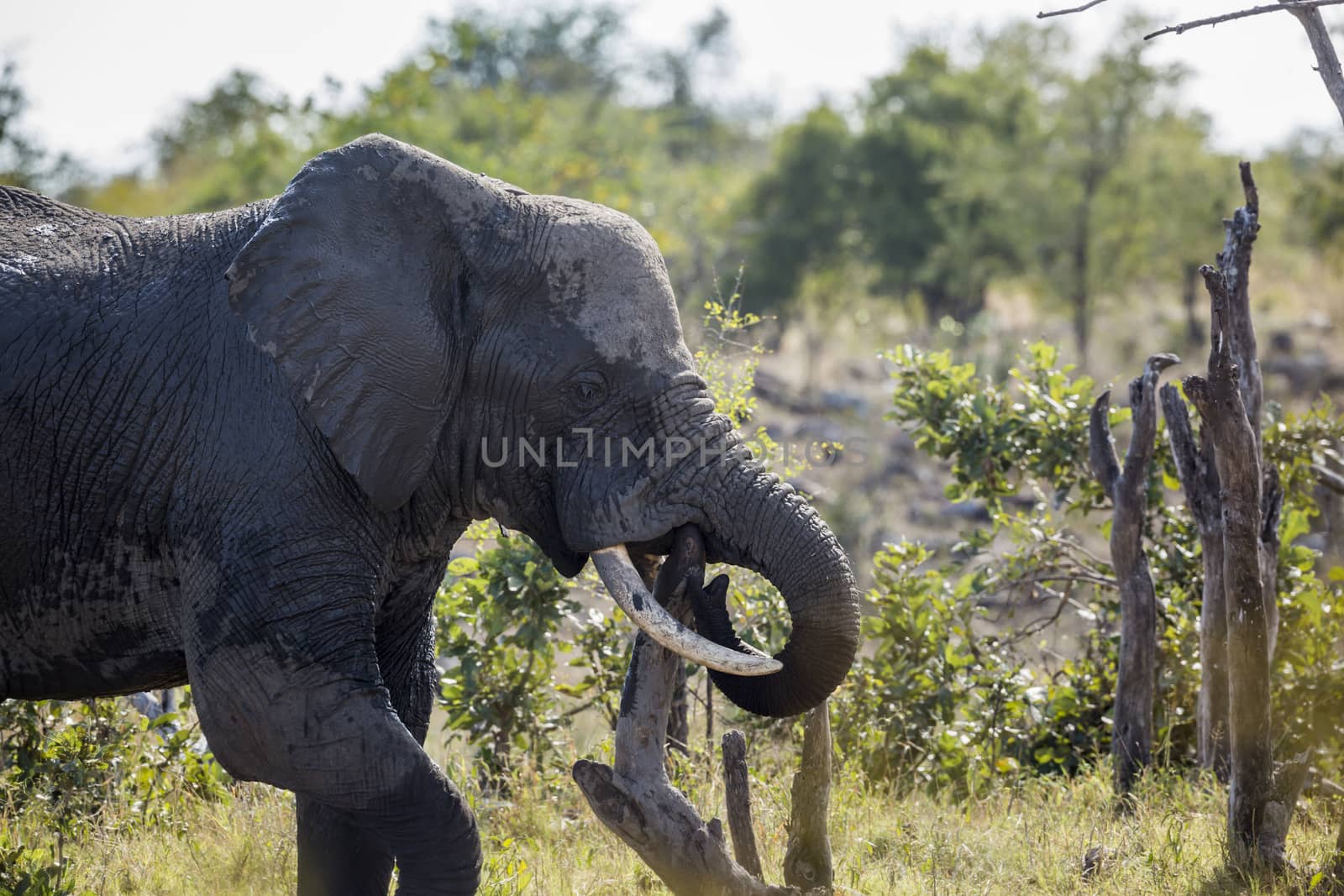 African bush elephant in Kruger National park, South Africa by PACOCOMO