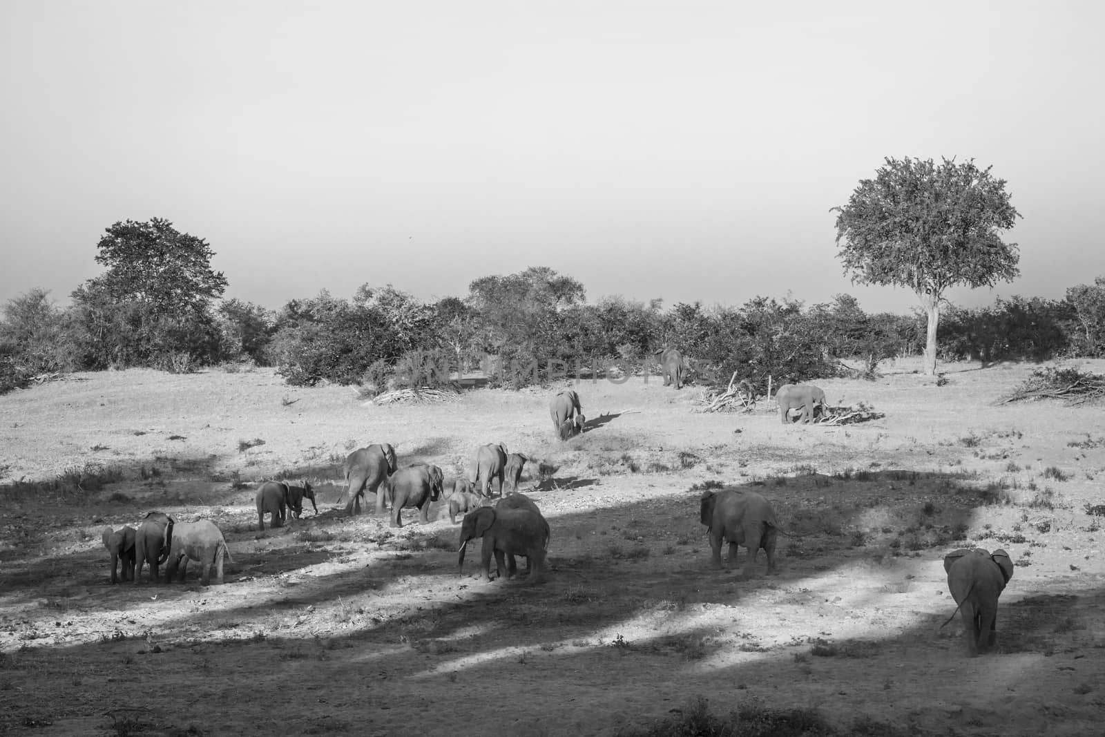 African bush elephant in Kruger National park, South Africa by PACOCOMO