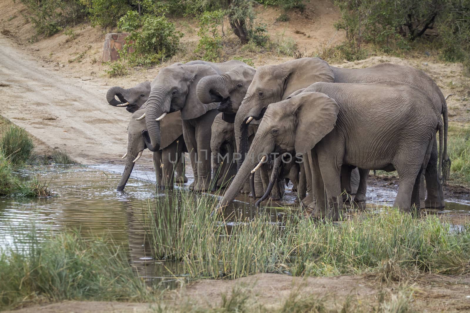 Small group of African bush elephants drinking in waterhole in Kruger National park, South Africa ; Specie Loxodonta africana family of Elephantidae