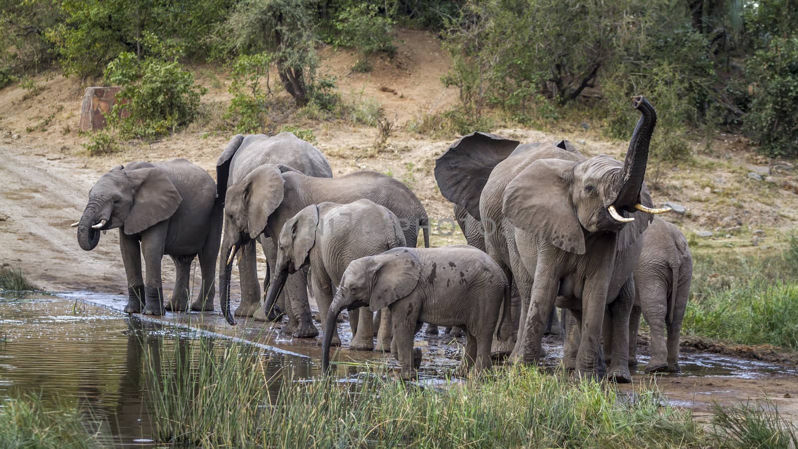 Small group of African bush elephants drinking in waterhole in Kruger National park, South Africa ; Specie Loxodonta africana family of Elephantidae