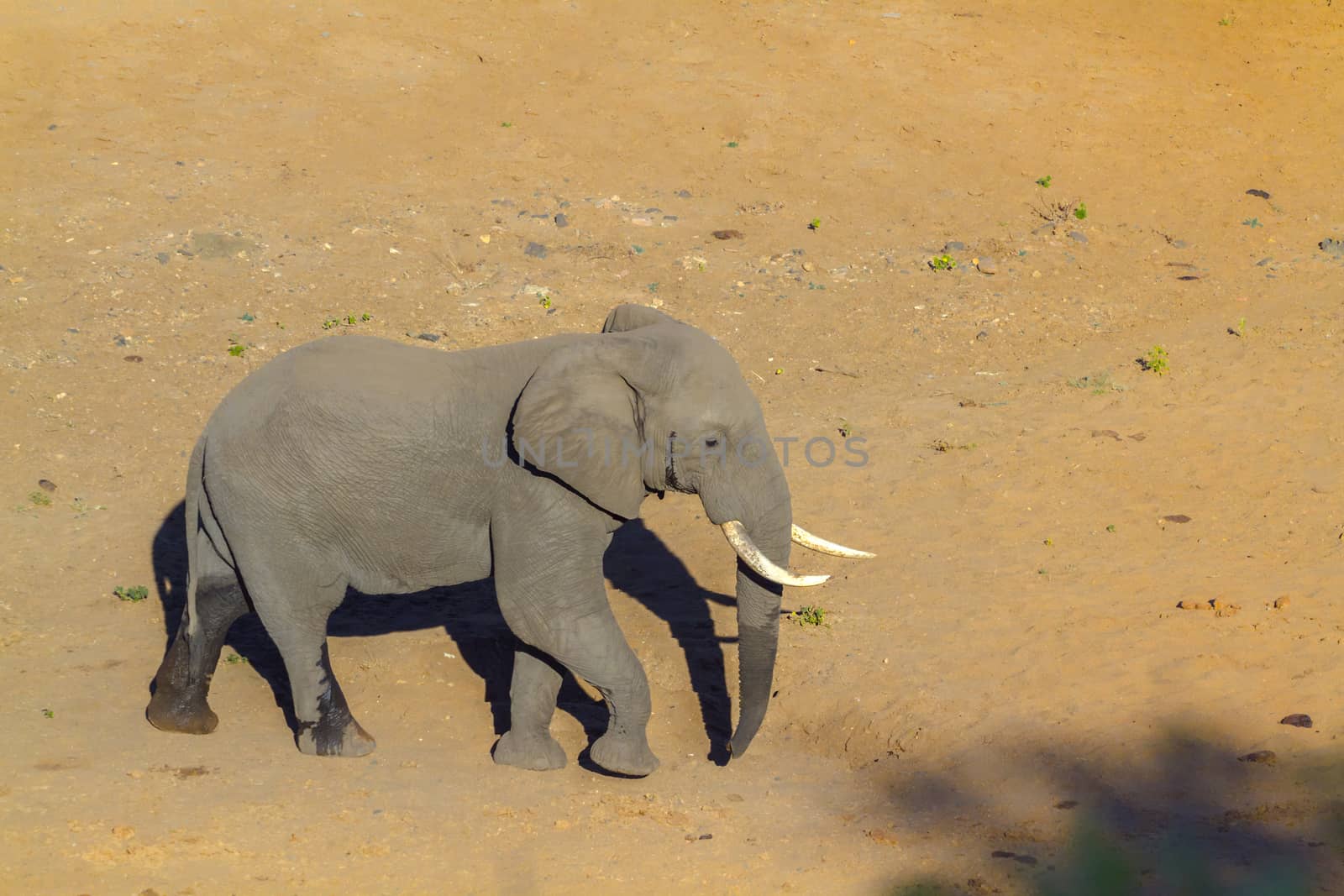 African bush elephant in Kruger National park, South Africa by PACOCOMO