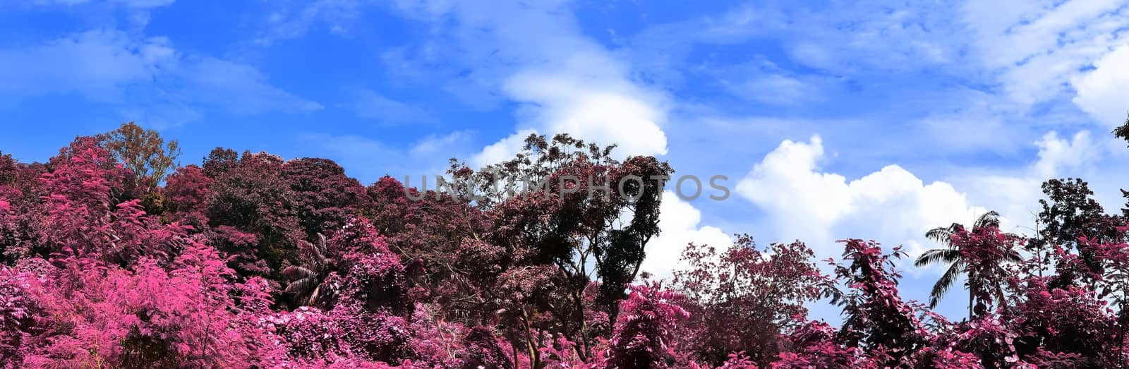 Beautiful purple and pink infrared panorama of a landscape on the Seychelles Islands.