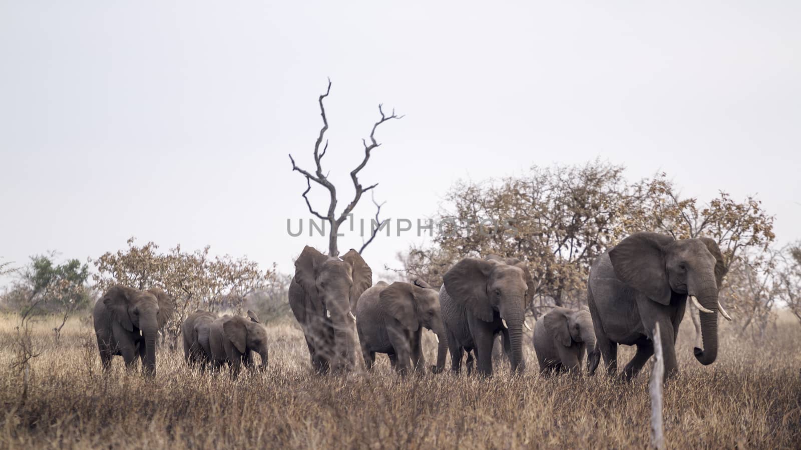 African bush elephant group walking in front view in Kruger National park, South Africa ; Specie Loxodonta africana family of Elephantidae