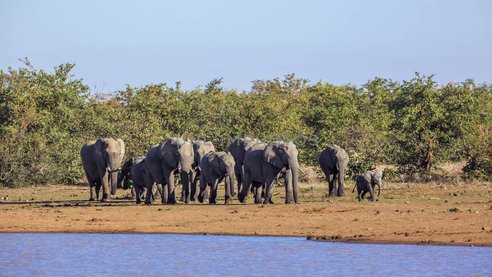 African bush elephant herd walking along Sable dam in Kruger National park, South Africa ; Specie Loxodonta africana family of Elephantidae