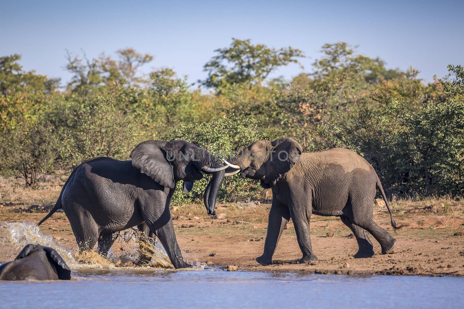 Two African bush elephant fighting in lakeside in Kruger National park, South Africa ; Specie Loxodonta africana family of Elephantidae